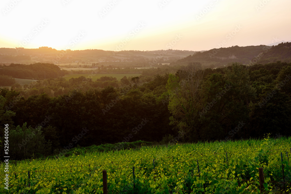 Obraz premium the hills near Peccioli tuscany Italy