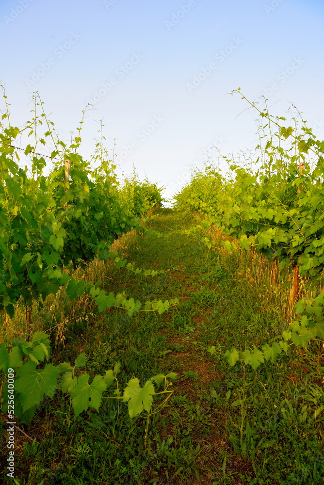 vineyards in the Tuscan hills near Peccioli Italy