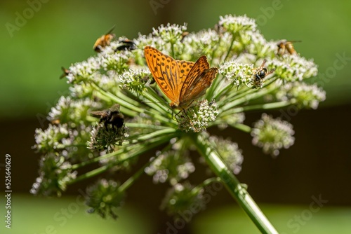 Closeup of a silver-washed fritillary collecting nectar from an angelica flower