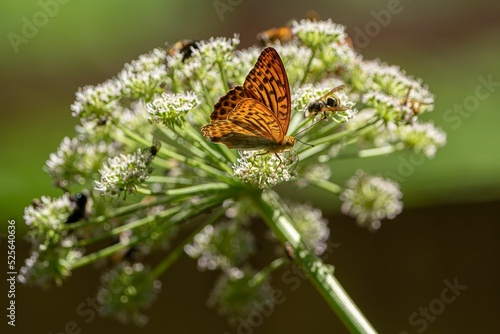 Fotografija Closeup of a silver-washed fritillary and a wasp collecting nectar from an angel