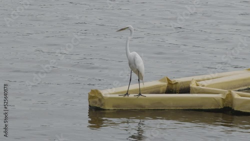 White Egret, Crane or Heron Resting on Yellow Floating Device in River