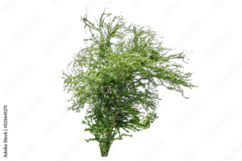 Tree on transparent background, real tree green leaf isolate die cut png file Tree on transparent background, real tree green leaf isolate die cut png file