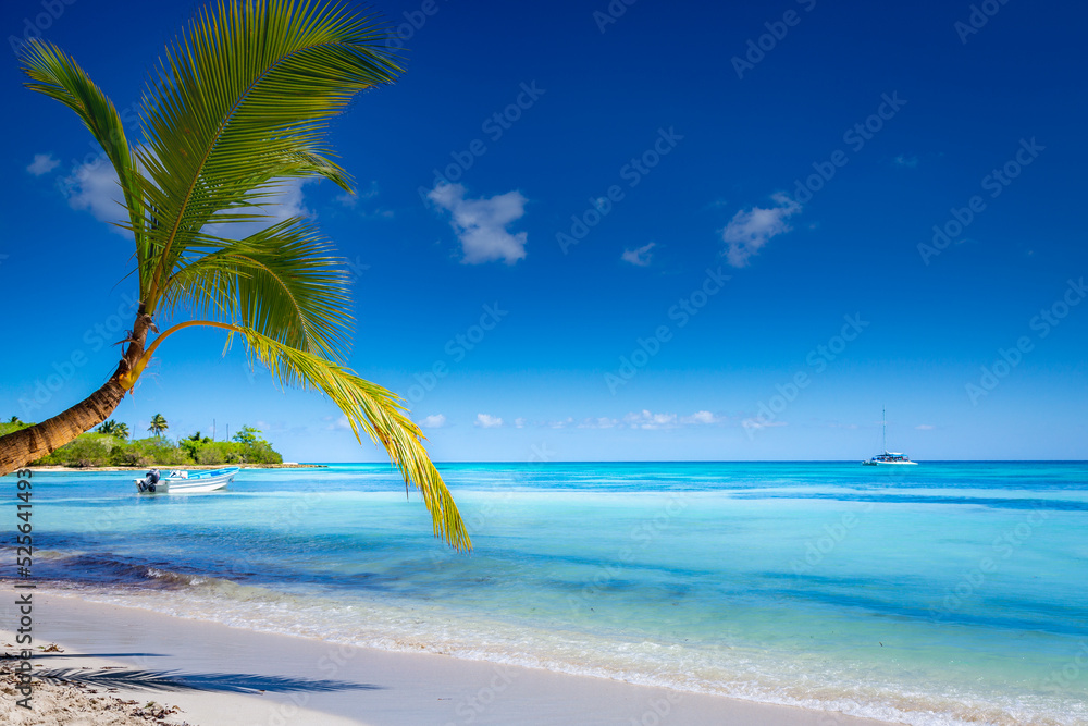 Tropical paradise: caribbean beach with single palm tree and boat, Punta Cana