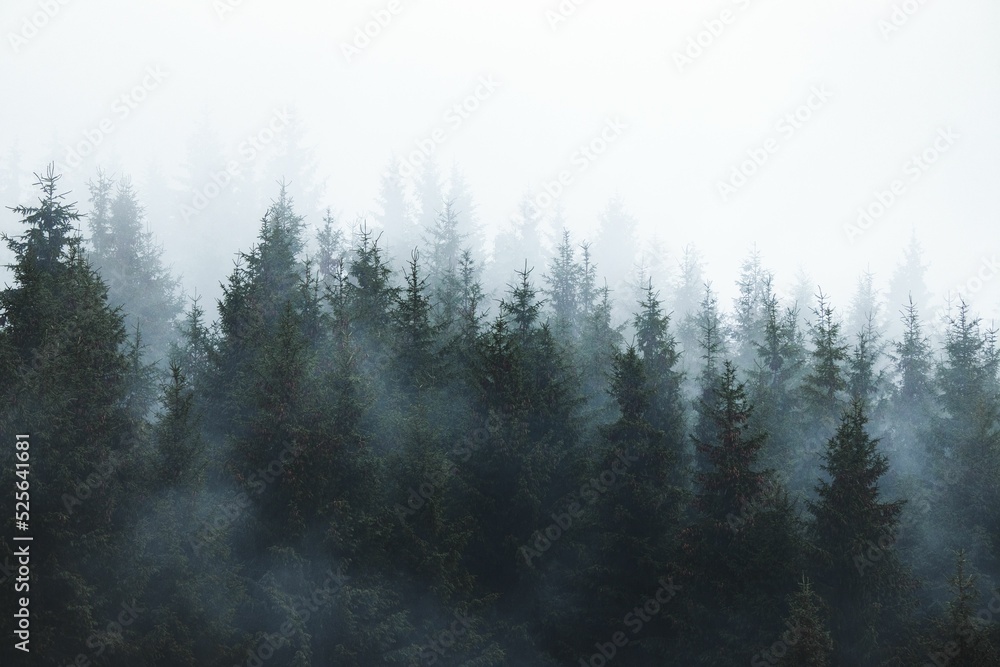 Dense green fir trees in the forest on a foggy day - obrazy, fototapety, plakaty 