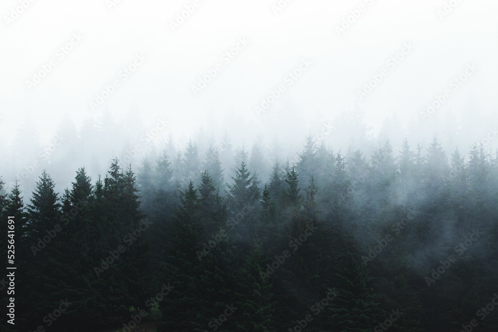 Dense green fir trees in the forest on a foggy day - obrazy, fototapety, plakaty 