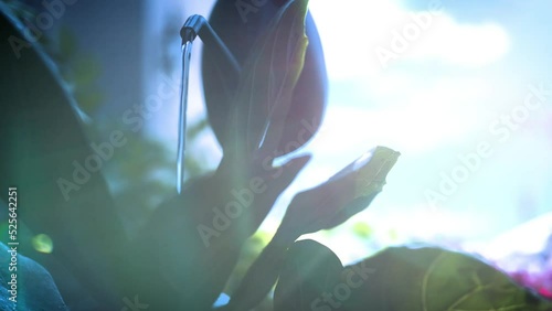 Close Up of Watering Can with Water Pouring Over Fiddle Leaf Fig Plant With Sunlight Glaring In