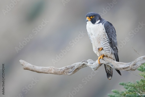 Φωτογραφία Adorable peregrine falcon (Falco peregrinus) standing on a tree branch