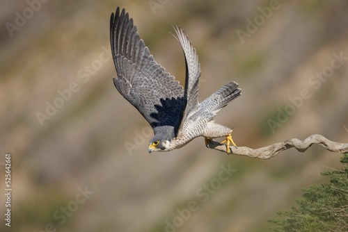 Adorable peregrine falcon (Falco peregrinus) standing on a tree branch on a brown background
