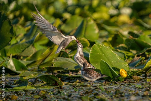 фотографія Closeup of a whiskered tern and a sandpiper fighting for food surrounded by yell