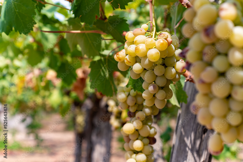 Close up of White Grape Italian Plantation in Summer Close up of White Grape Italian Plantation in Summer