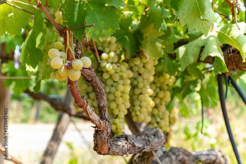 Close up of White Grape Italian Plantation in Summer