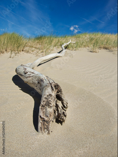 Strandgut Ast am Strand in den Dünen