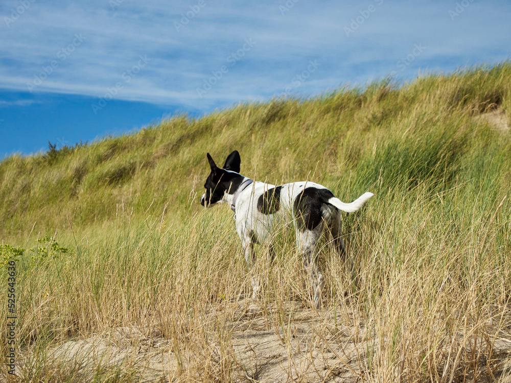 Hund in den Dünen am Strand