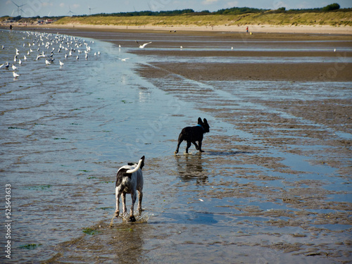 Hunde am Strand mit Möwen