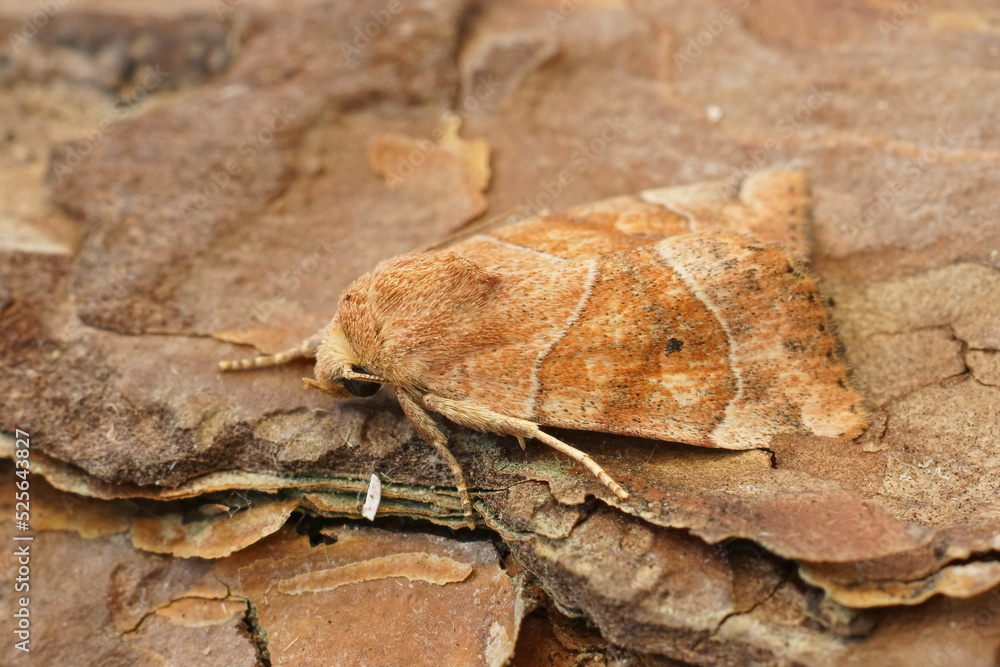 Closeup on the light brown Dun-bar owlet moth, Cosmia trapezina, sitting on wood Closeup on the light brown Dun-bar owlet moth, Cosmia trapezina, sitting on wood