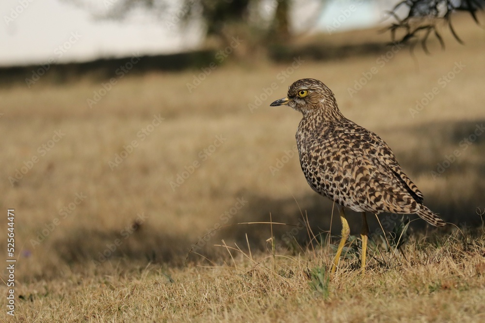 Fototapeta premium Dikkop aka Thick Knee