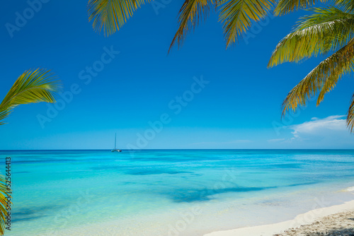 Tropical paradise  caribbean beach with single palm tree and boat  Punta Cana