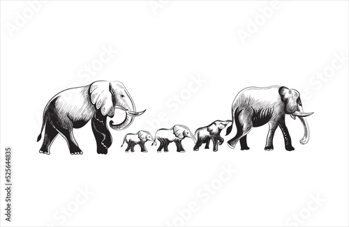 Walking African elephant family. Ink black and white drawing
