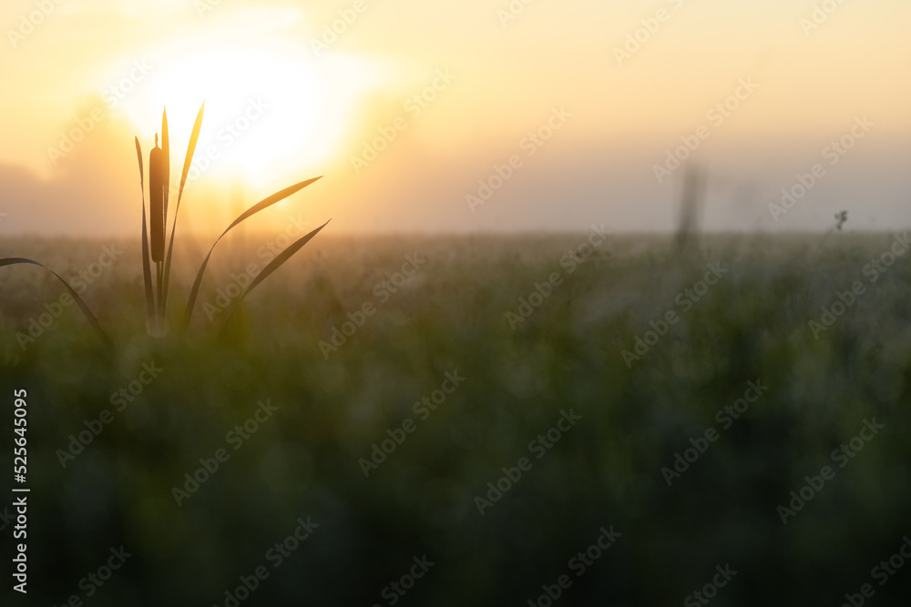 . Morning dawn. Evening sunset. Evening dawn. Fog over the meadow. Natural landscape. . Morning dawn. Evening sunset. Evening dawn. Fog over the meadow. Natural landscape.