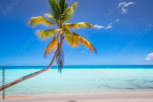 Fototapeta Naklejka Na Ścianę i Meble -  Tropical paradise: caribbean beach with palm tree, Punta Cana, Saona Island