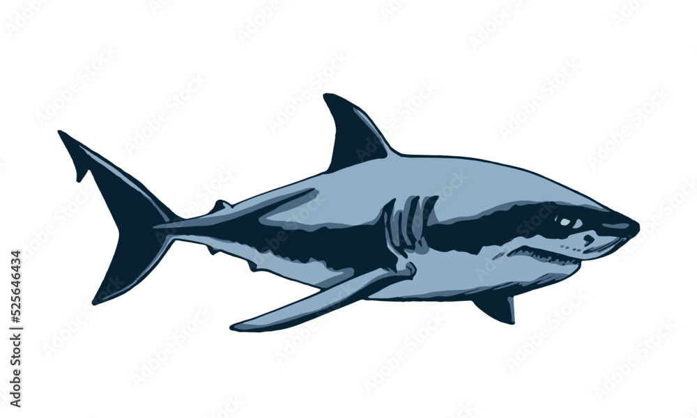 Graphical color shark on white isolated, blue magalodon. Vector illustration,marine life Graphical color shark on white isolated, blue magalodon. Vector illustration,marine life