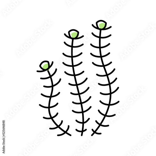 hornwort marine seaweed color icon vector illustration