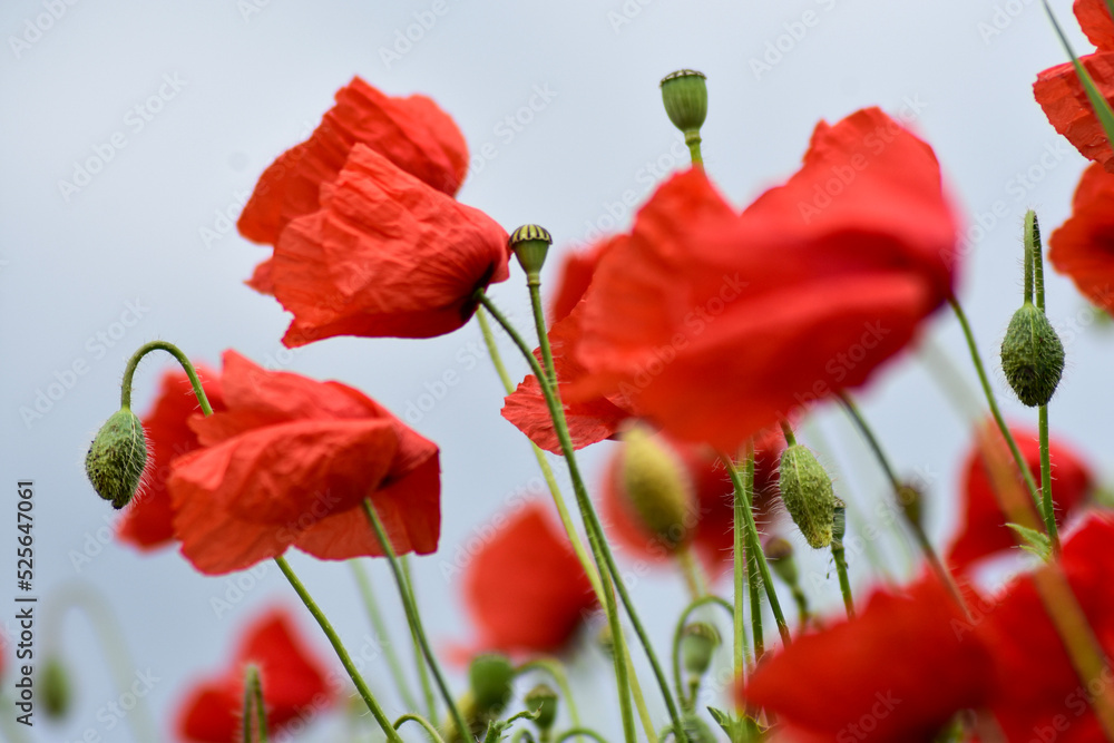 Naklejka premium red flowers