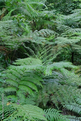 Tree ferns - Alsophila or Cyathea Latebrosa, growing in a tropical rainforest photo