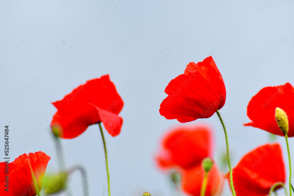 Naklejka premium red poppy flowers