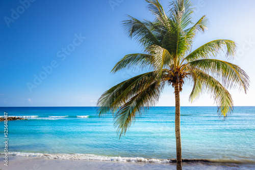 Tropical paradise: caribbean beach with single palm tree, Montego Bay, Jamaica