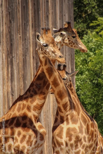 Canvas Print Vertical shot of three giraffes on a sunny day