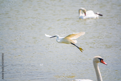 The flight of the little egret or Small White Heron.