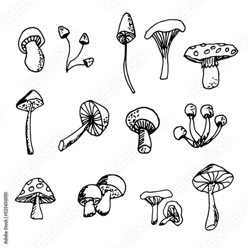 Vector hand drawn set of mushrooms