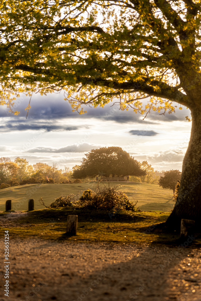 Fototapeta premium sunset over the field in New Forest, England