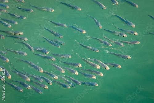 School of sardines young fish under translucent caribbean sea  Aruba beach