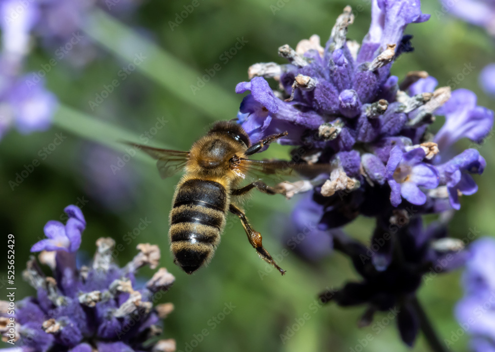 The bee flies among the flowers The bee flies among the flowers