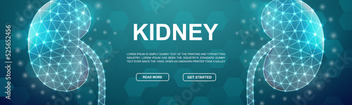 Kidneys polygonal symbol for promotion banner. Horizontal low poly poster illustration. Urinary, Internal organ design template illustration concept.