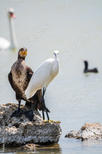 Small white heron, or Little egret, Egretta garzetta, and Great cormorant, Phalacrocorax carbo, sitting on a cliff and looking for fish in shallow water