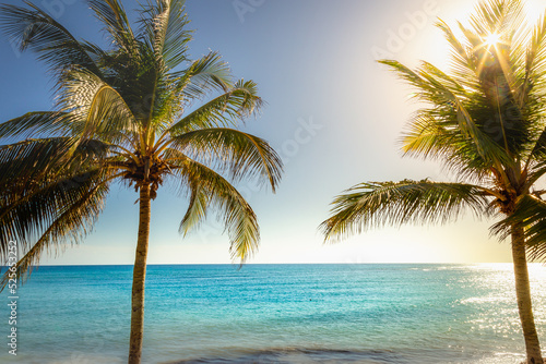 Fototapeta Naklejka Na Ścianę i Meble -  Idyllic caribbean beach with palm tree at sunset in Aruba, Dutch Antilles