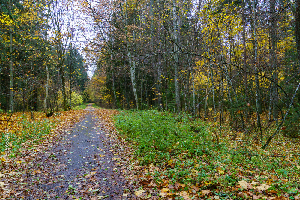 Autumn landscape. Colorful leaves are lying on the asphalt in the park, wet after the rain. Falling leaves from trees in autumn. Autumn landscape. Colorful leaves are lying on the asphalt in the park, wet after the rain. Falling leaves from trees in autumn.