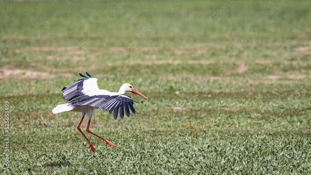 Naklejka premium Stork (ciconia) in the blue sky