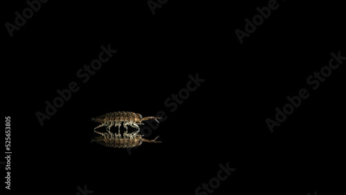 Common pillbug or sow bug, Armadillidium sp, black background and room for text photo