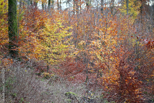 in the forest photo