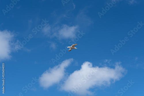 birds in the sky seagull tern flying soaring clouds wings white blue 