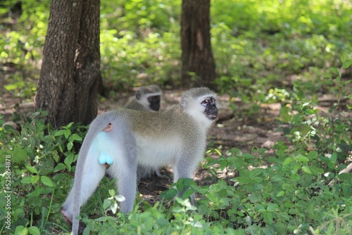 Closeup shot of a sabaeus monkey walking in the forest photo