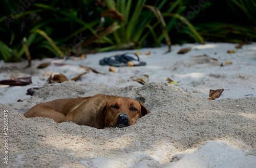Tired dog resting on sandy beach in Costa Rica, Santa Teresa