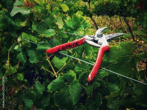 Closeup shot of pliers for cutting vines in a wine estate in South Africa photo