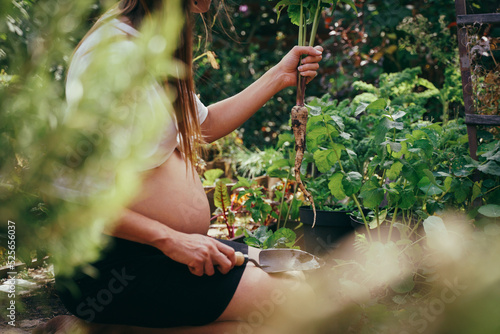 Pregnant woman in the garden, harvesting a parsnip