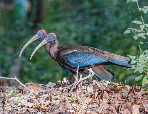 Selective focus shot of a red-naped ibis (Pseudibis papillosa) in the forest photo