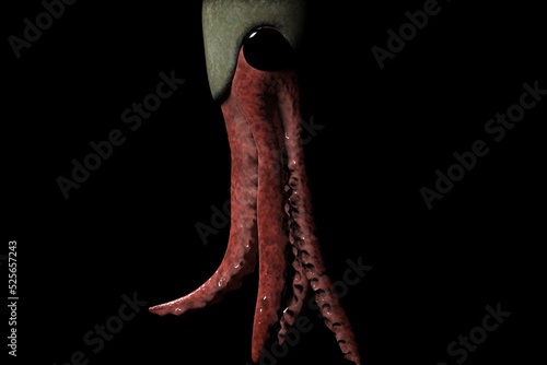 Endoceras is an extinct genus of large, straight shelled cephalopods from the Middle and Upper Ordovician that gives its name to the Nautiloid order Endocerida photo
